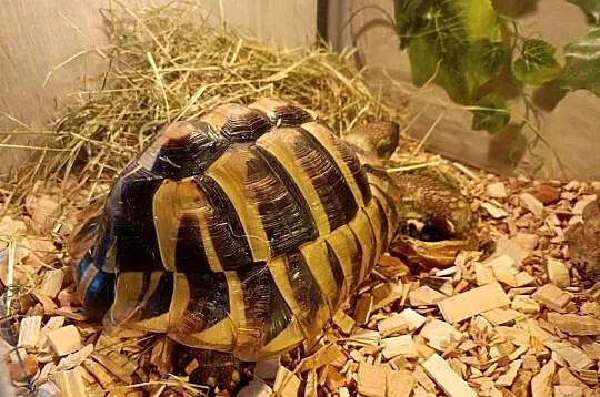 ŻÓŁW GRECKI TESTUDO HERMANNI, Śląskie, Lyski