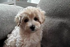 Maltipoo F1