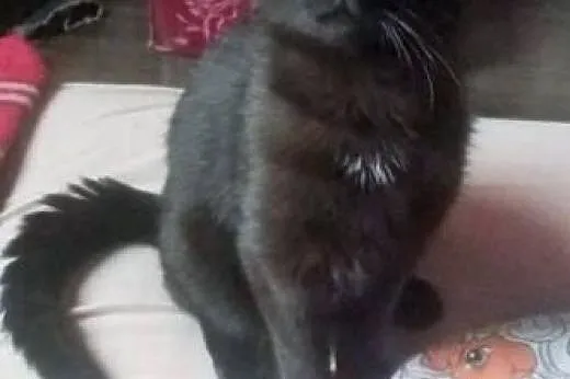 Gizmo –  aportujący kocurek szuka domu ,  dolnośląskie Złotoryja