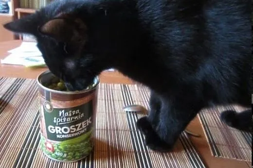 Gizmo –  aportujący kocurek szuka domu ,