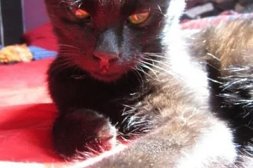 Gizmo –  aportujący kocurek szuka domu ,