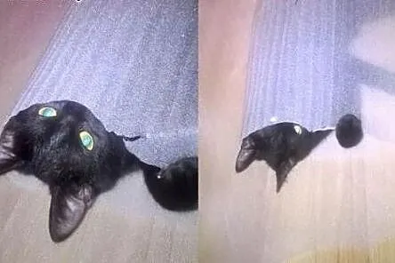 Gizmo –  aportujący kocurek szuka domu ,