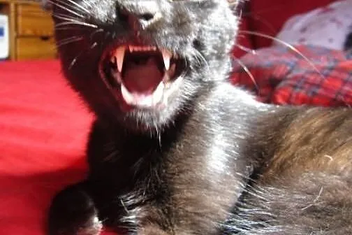 Gizmo –  aportujący kocurek szuka domu ,