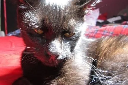 Gizmo –  aportujący kocurek szuka domu ,