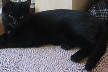 Gizmo –  aportujący kocurek szuka domu ,