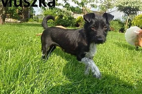 Muszka do adopcji 4 kg sunia FILMIK,  łódzkie Łódź