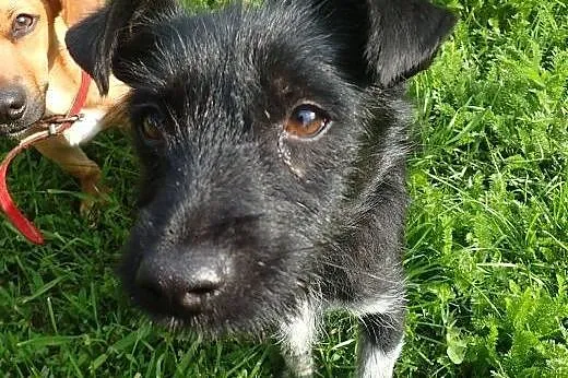 Muszka do adopcji 4 kg sunia FILMIK,  łódzkie Łódź