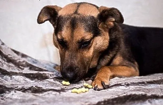 FILIP- piękny pies, poleca się do adopcji!, mazow