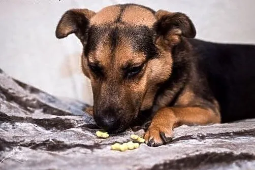 FILIP- piękny pies, poleca się do adopcji!,  mazow
