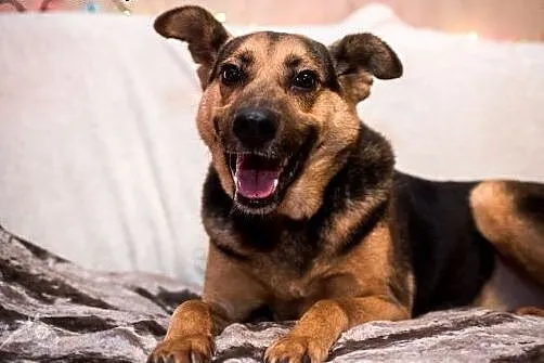 FILIP- piękny pies, poleca się do adopcji!,  mazow
