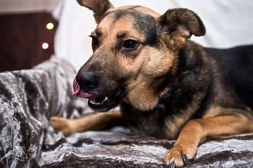 FILIP- piękny pies, poleca się do adopcji!,  mazow