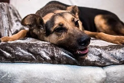 FILIP- piękny pies, poleca się do adopcji!,  mazow
