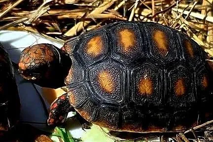 Młode Żółwie Żabuti (Chelonoidis carbonarius), hodowla, piękne maluszki