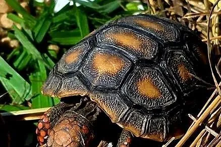 Młode Żółwie Żabuti (Chelonoidis carbonarius), hodowla, piękne maluszki, Śląskie, Rybnik