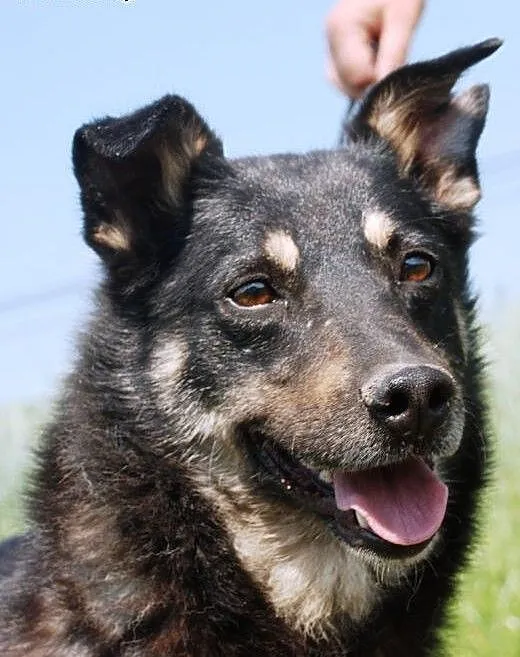Weteranka Norka - adopcja, małopolskie Kraków