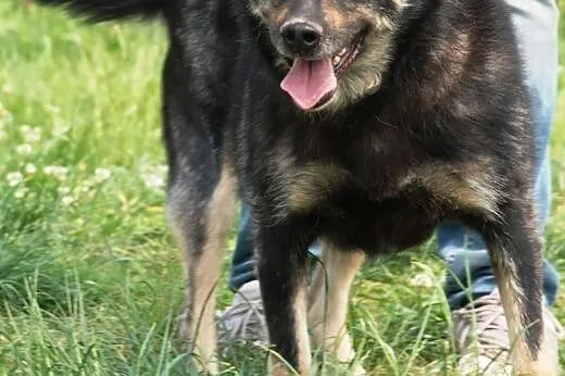 Weteranka Norka - adopcja,  małopolskie Kraków