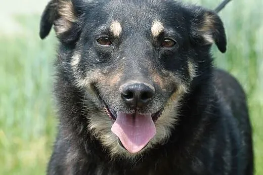 Weteranka Norka - adopcja,  małopolskie Kraków