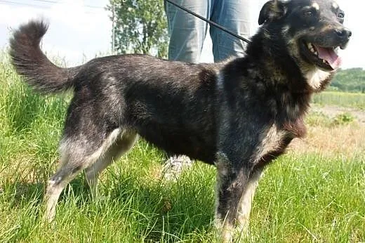 Weteranka Norka - adopcja,  małopolskie Kraków