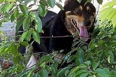Rozsądny, stateczny MAGNAT czeka na szansę.,  mazo