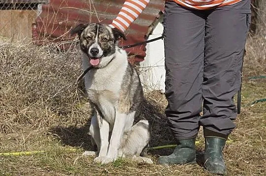 TRAMP szuka super domu!