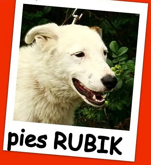 Młody,11 m-cy,radosny ,przyjacielski,zabawowy psia