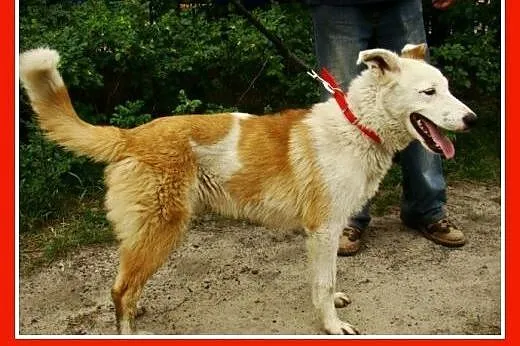 Młody,11 m-cy,radosny ,przyjacielski,zabawowy psia