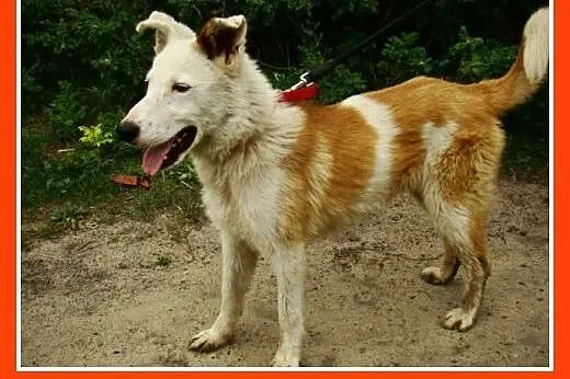 Młody,11 m-cy,radosny ,przyjacielski,zabawowy psia