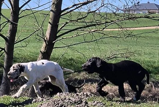 sprzedam doga niemieckiego, Kujawsko-pomorskie, Włocławek
