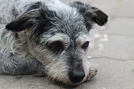 Kabi- pies nakolankowy szuka domu!,  kujawsko-pomo