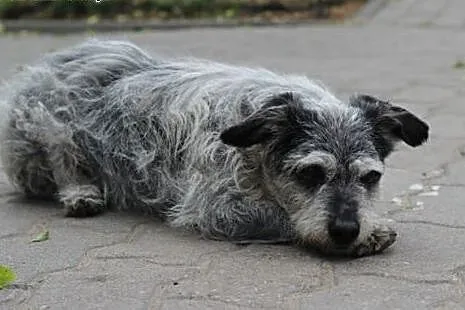 Kabi- pies nakolankowy szuka domu!,  kujawsko-pomo