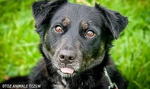 OTOZ Animals - Helcia - kochana młoda suczka czeka