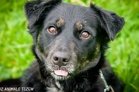 OTOZ Animals - Helcia - kochana młoda suczka czeka