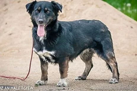 OTOZ Animals - Helcia - kochana młoda suczka czeka