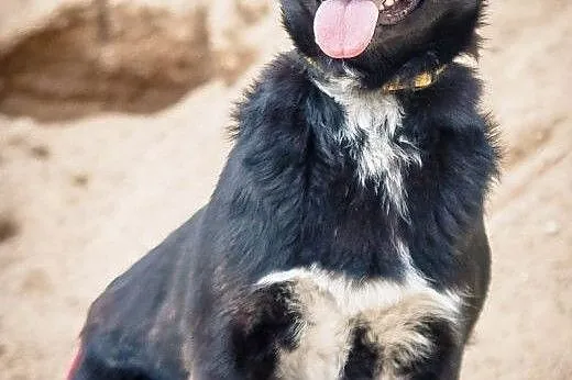 OTOZ Animals - Helcia - kochana młoda suczka czeka