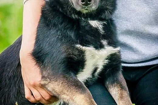 OTOZ Animals - Helcia - kochana młoda suczka czeka
