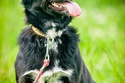 OTOZ Animals - Helcia - kochana młoda suczka czeka