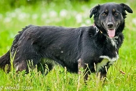 OTOZ Animals - Helcia - kochana młoda suczka czeka