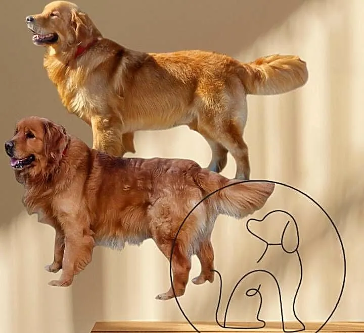 Zapowiedź Golden Retriever szczenię koniec sierpnia, Dolnośląskie, Polkowice