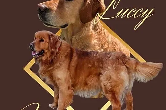 Zapowiedź Golden Retriever szczenię koniec sierpnia, Dolnośląskie, Polkowice