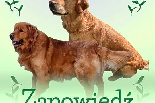 Zapowiedź Golden Retriever szczenię koniec sierpnia, Dolnośląskie, Polkowice