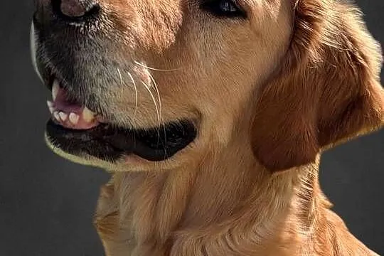 Zapowiedź Golden Retriever szczenię koniec sierpnia, Dolnośląskie, Polkowice