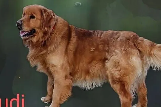 Zapowiedź Golden Retriever szczenię koniec sierpnia, Dolnośląskie, Polkowice