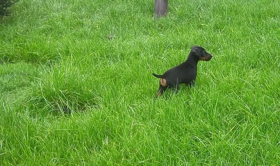 Jagdterier Jagdteriery Niemiecki Terier Myśliwski