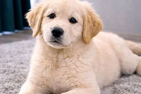 Piesek Golden retriever | 4msc | Rodowód | Paszport