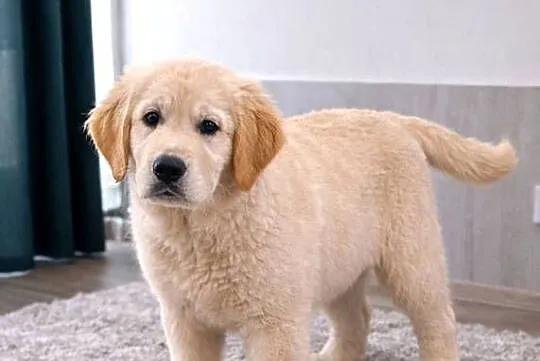 Piesek Golden retriever | 4msc | Rodowód | Paszport, Świętokrzyskie, Kielce