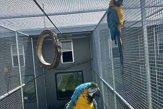 Para Ara Ararauna