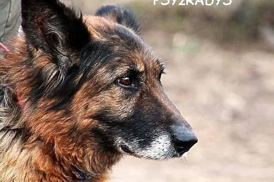 BARON - złota jesień życia to mit!