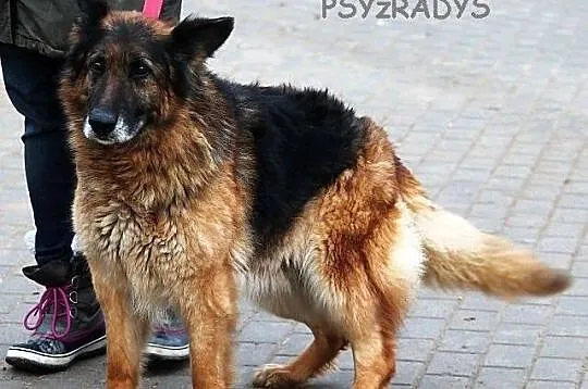 BARON - złota jesień życia to mit!