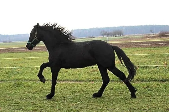 Ogierek Fryzyjski, , Księginice