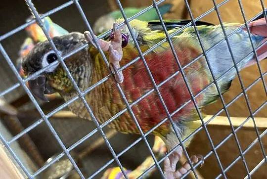 rudosterki pineaplle mnicha OKAZJA, Świętokrzyskie, Oblęgór